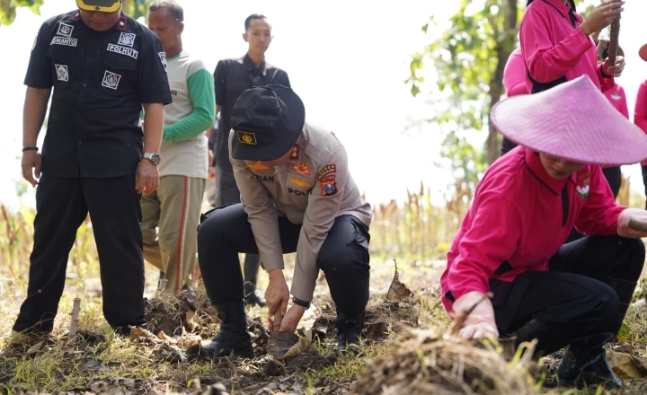 Penanaman jagung Polres Bojonegoro di lahan hutan 2026
