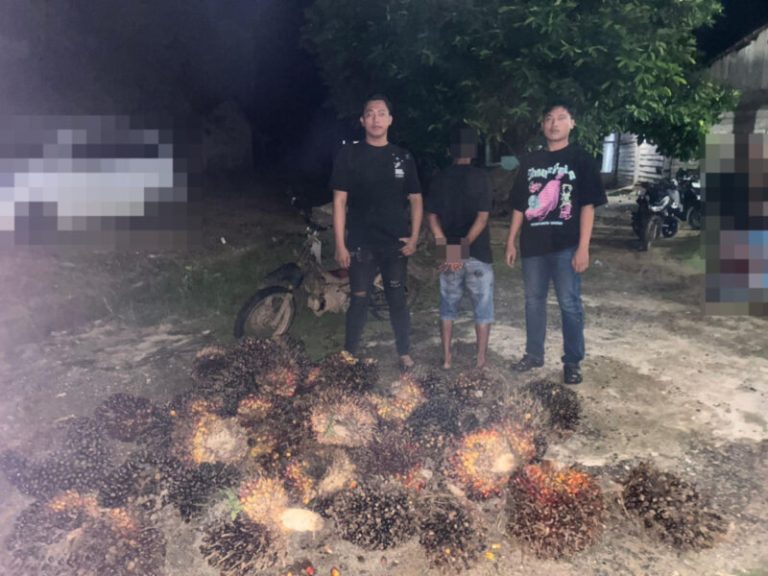 Pelaku dugaan pencurian buah sawit diamankan Satreskrim Polres Way Kanan di Kampung Dewa Agung Bahuga